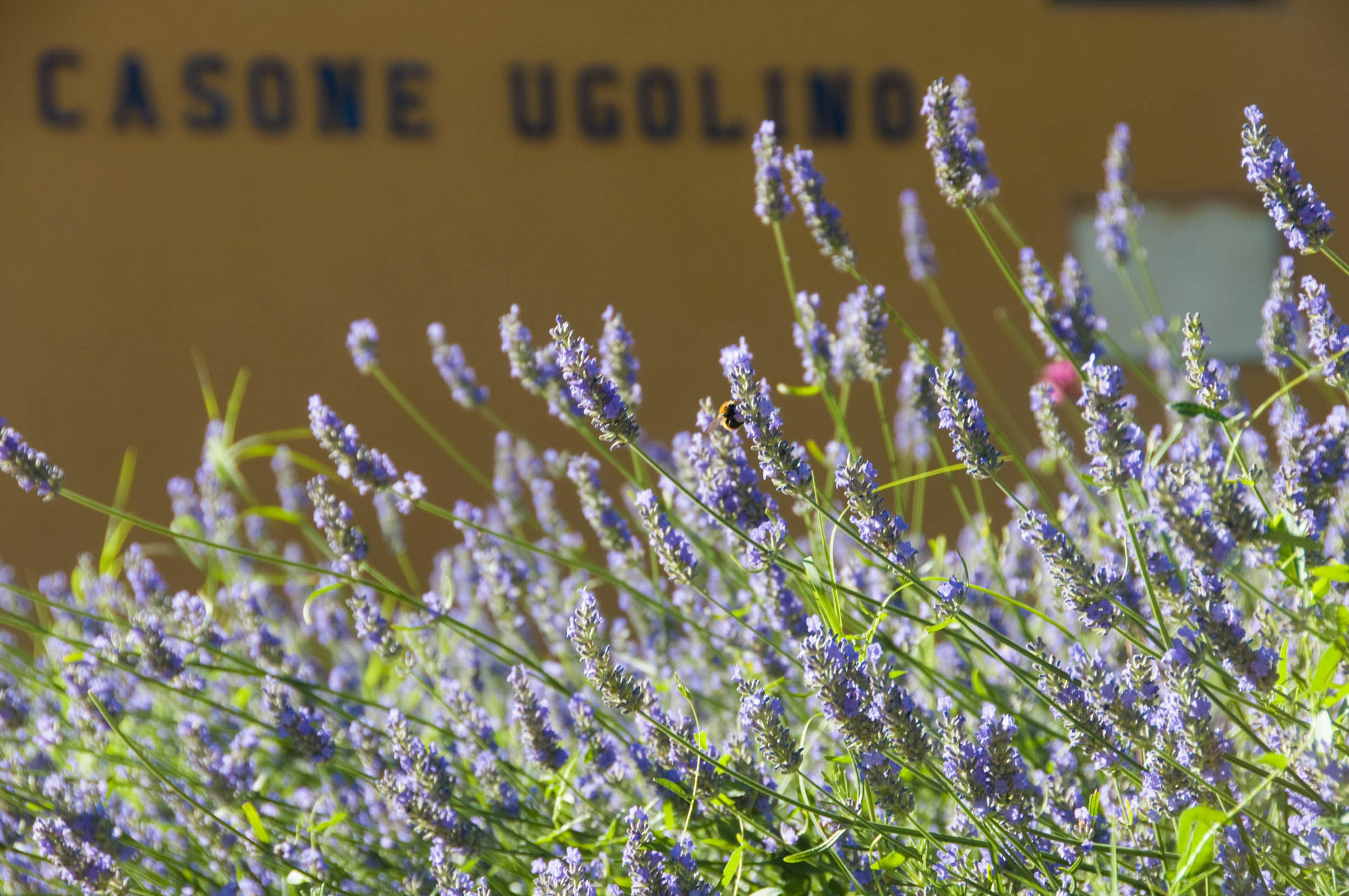 Casone Ugolino Guest House Donoratico Exterior photo